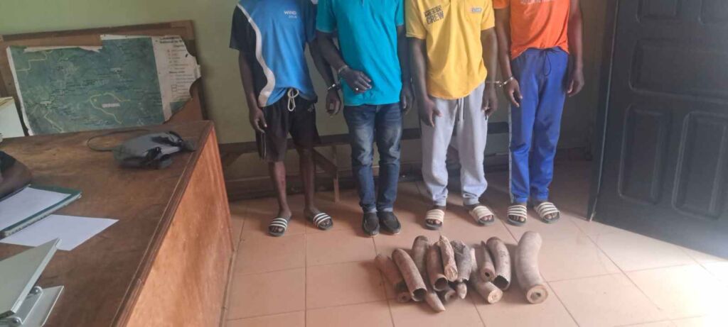Ovan : six pointes d’ivoire saisies, les trois présumés trafiquants écroués à Libreville