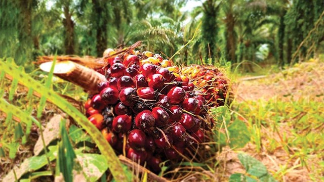 Après trois trimestres de recul, l’agriculture de rente rebondit de 42,2% grâce au palmier à huile